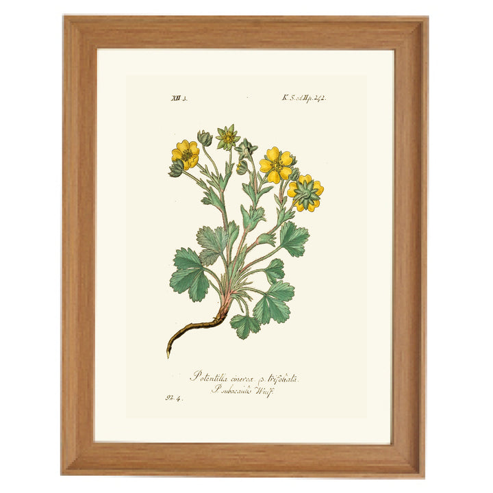 Potentilla Cinerea Art Print