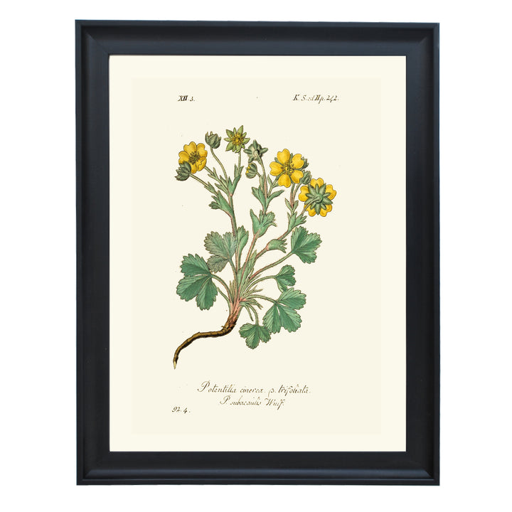 Potentilla Cinerea Art Print