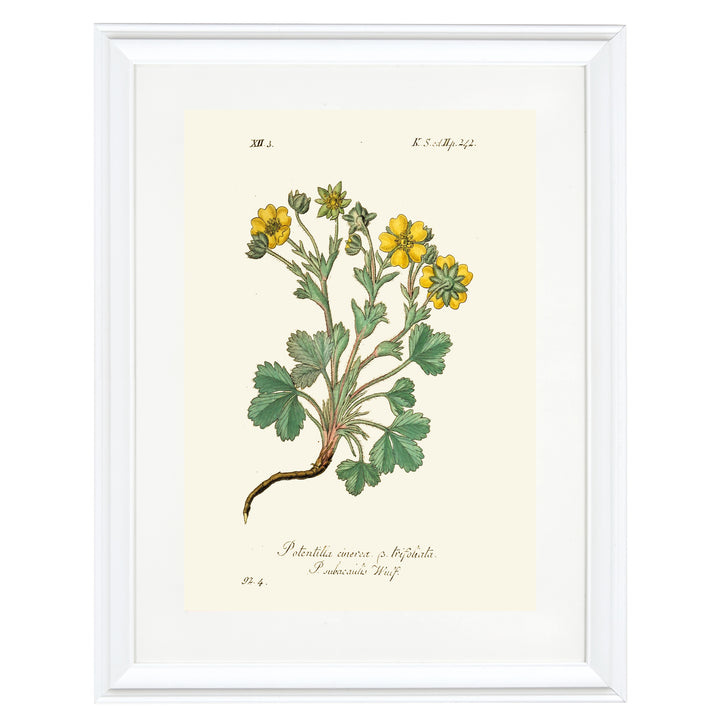 Potentilla Cinerea Art Print