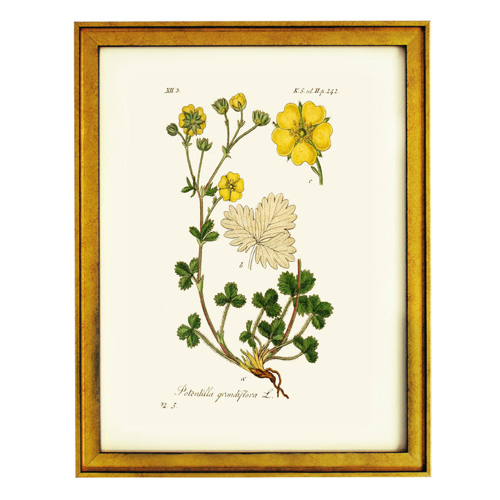 Potentilla Grandiflora L. Art Print