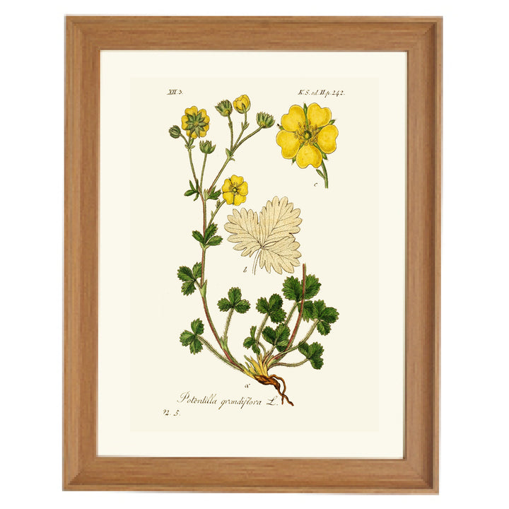 Potentilla Grandiflora L. Art Print