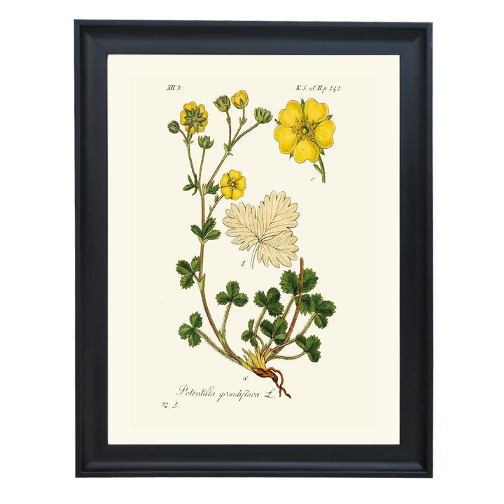 Potentilla Grandiflora L. Art Print