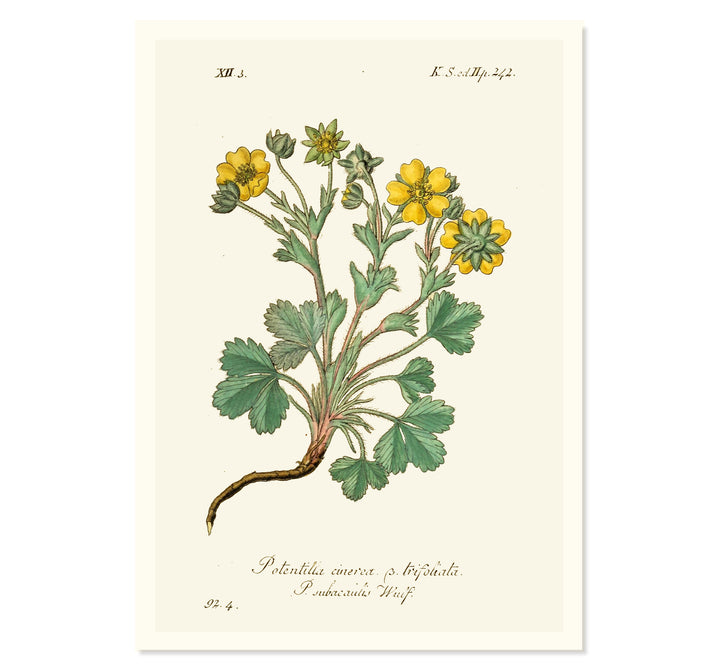 Potentilla Cinerea Art Print