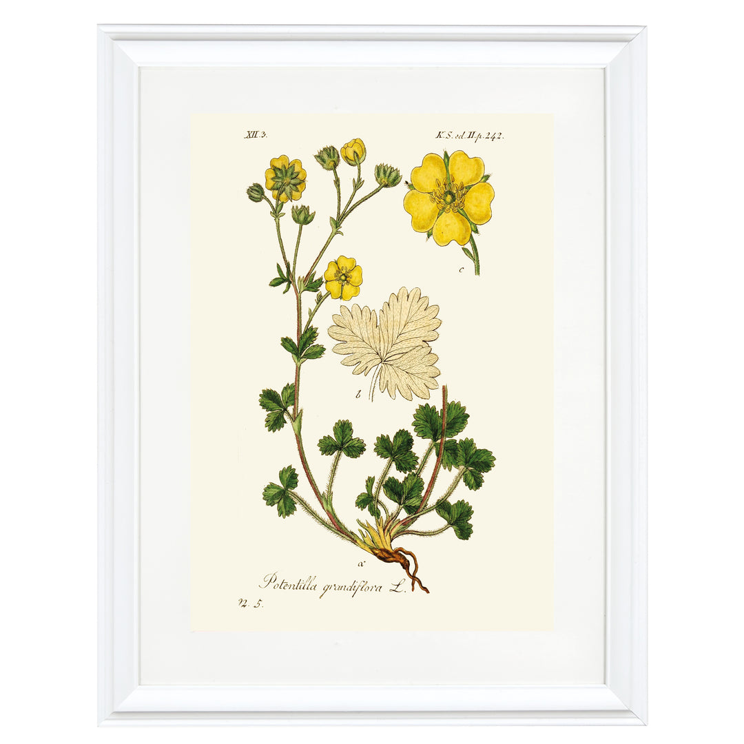 Potentilla Grandiflora L. Art Print