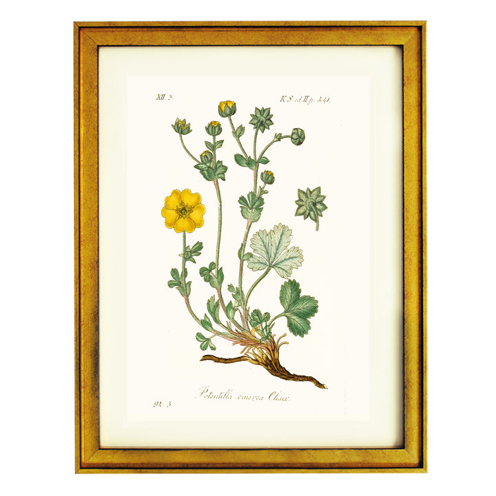 Potentilla Cinerea Chaix Art Print