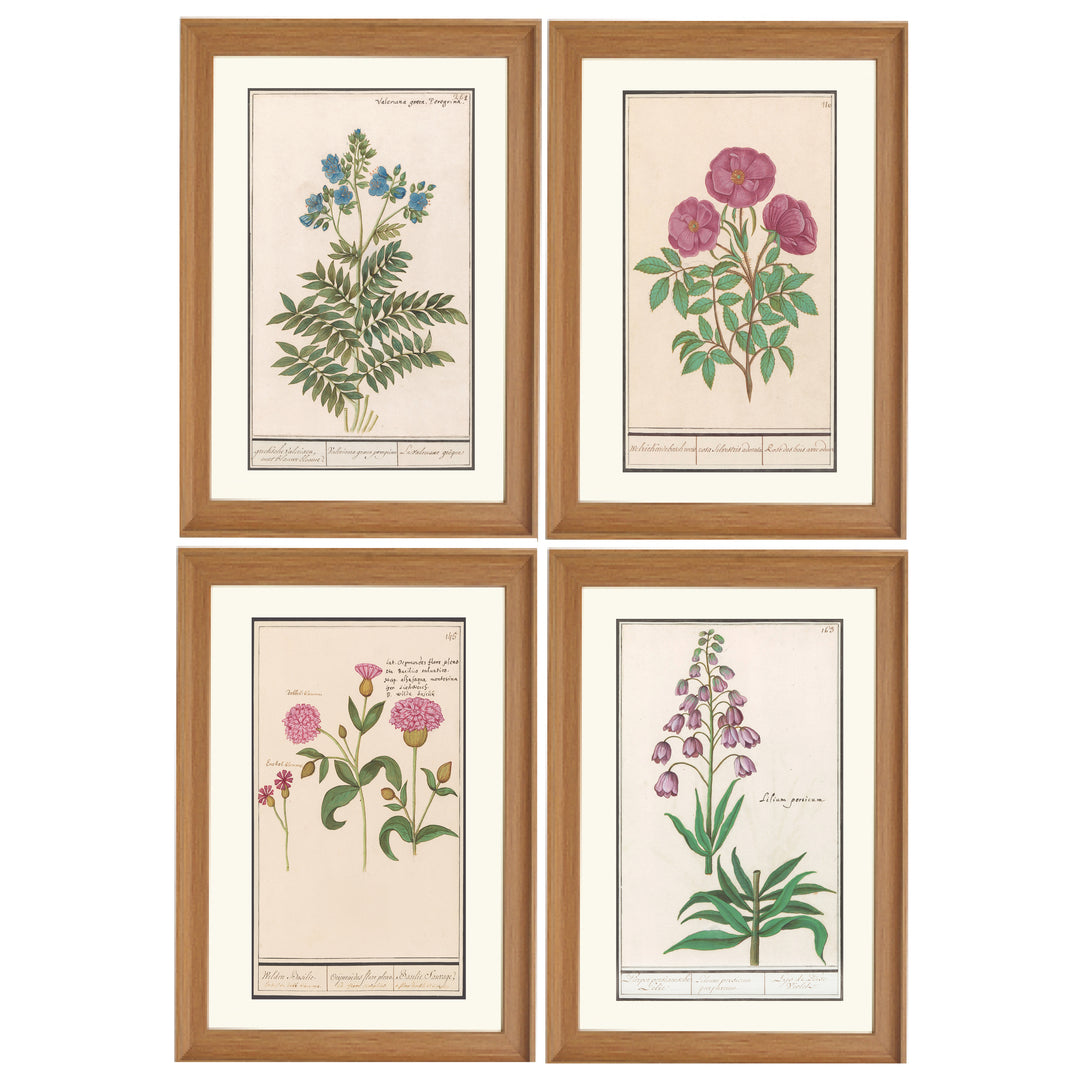 Wildflower Wonders Collection