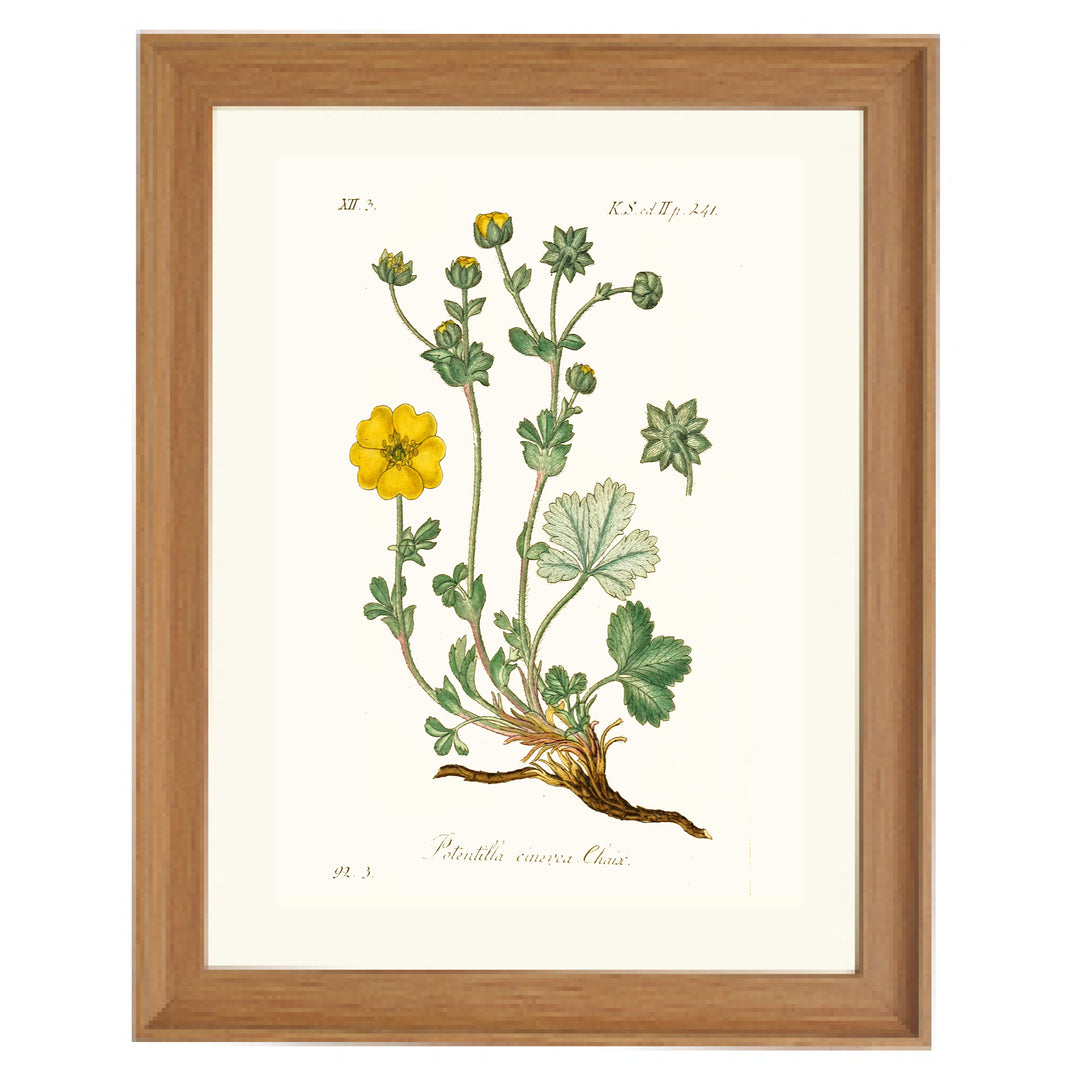 Potentilla Cinerea Chaix Art Print