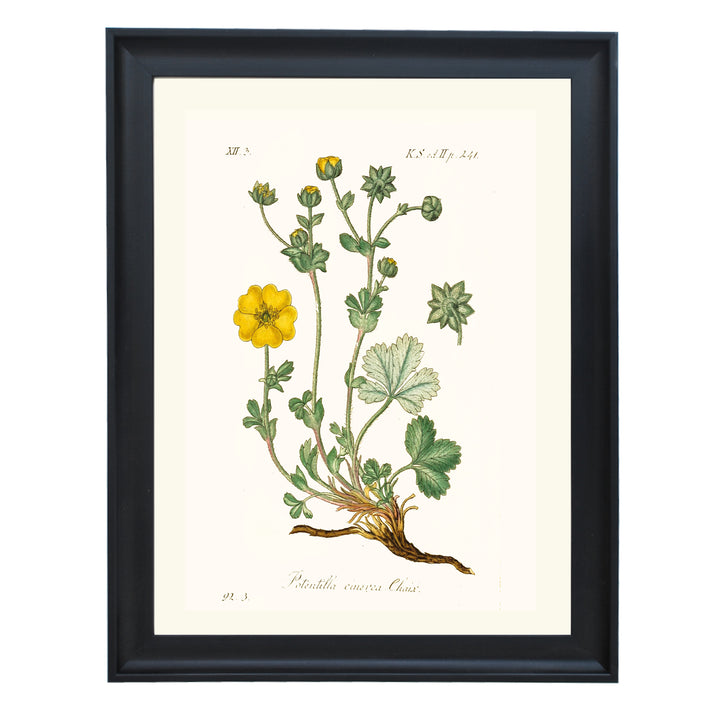 Potentilla Cinerea Chaix Art Print