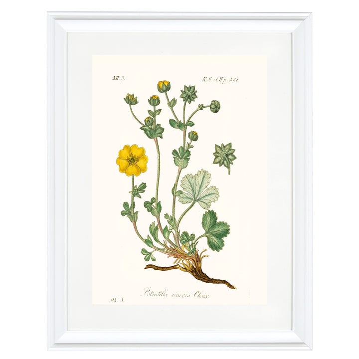 Potentilla Cinerea Chaix Art Print