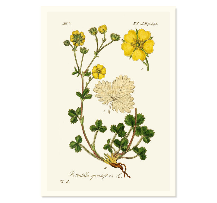 Potentilla Grandiflora L. Art Print