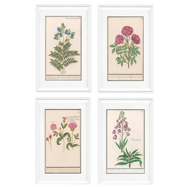 Wildflower Wonders Collection