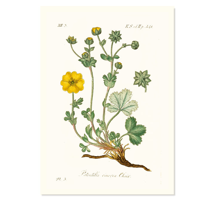 Potentilla Cinerea Chaix Art Print