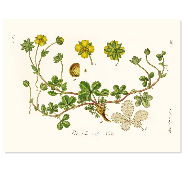 Golden Cinquefoil Art Print