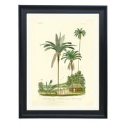 Palmiers Art Print