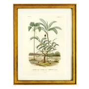 The Mauritiella, the Bactris, and the Desmonchus Art Print