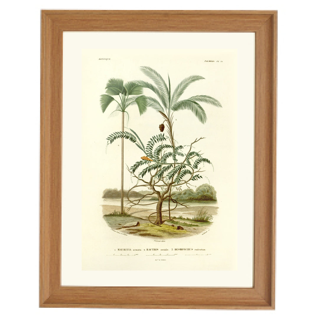 The Mauritiella, the Bactris, and the Desmonchus Art Print