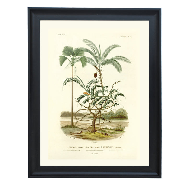 The Mauritiella, the Bactris, and the Desmonchus Art Print