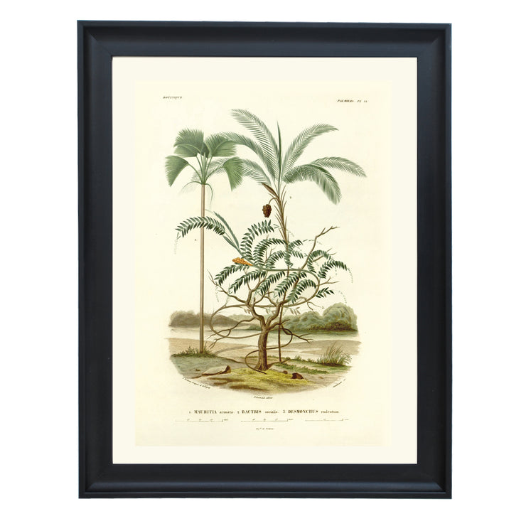 The Mauritiella, the Bactris, and the Desmonchus Art Print