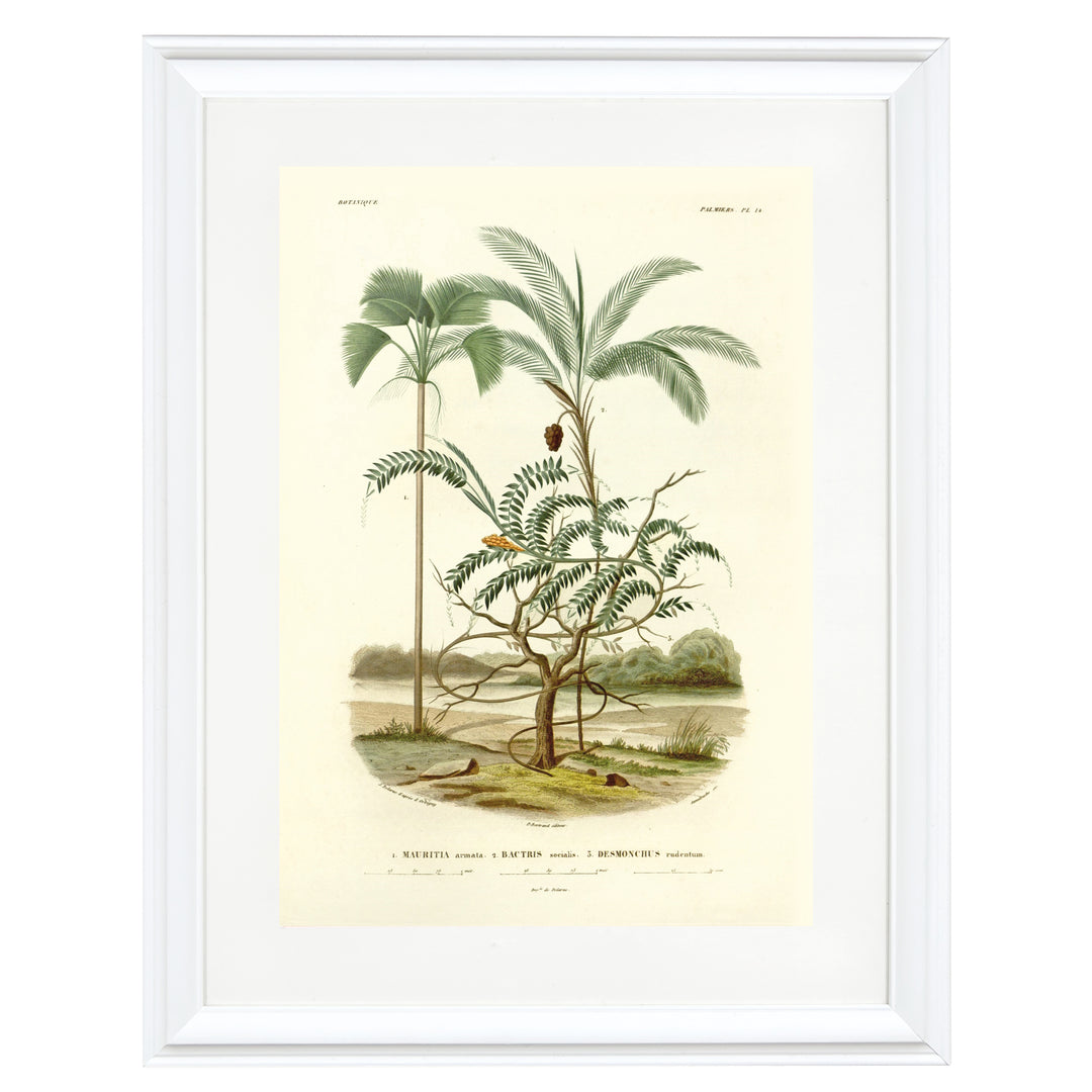 The Mauritiella, the Bactris, and the Desmonchus Art Print