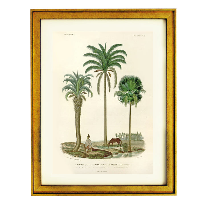 Palm Kings of South America Art Print