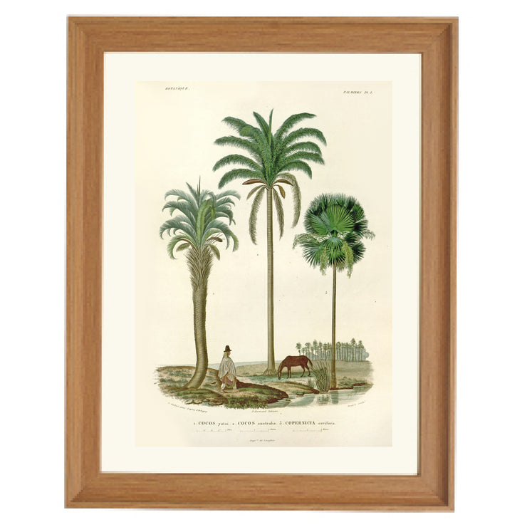 Palm Kings of South America Art Print