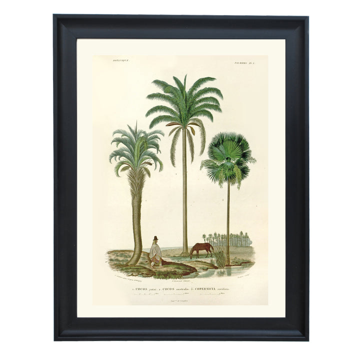 Palm Kings of South America Art Print