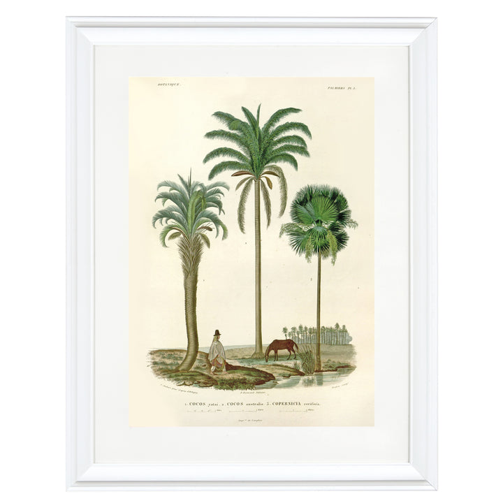 Palm Kings of South America Art Print