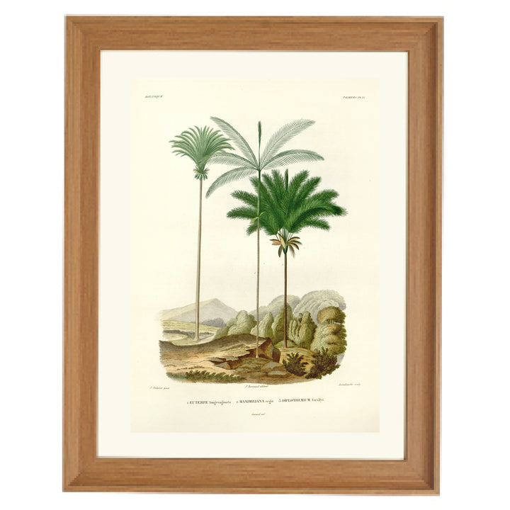 Palm trees in a desert Art Print