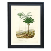 Palm trees in a desert Art Print