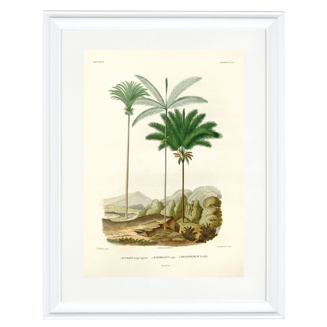 Palm trees in a desert Art Print