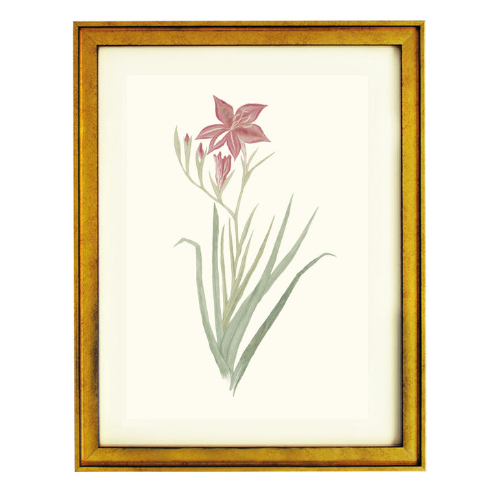 Gladiolus Cardinals Art Print