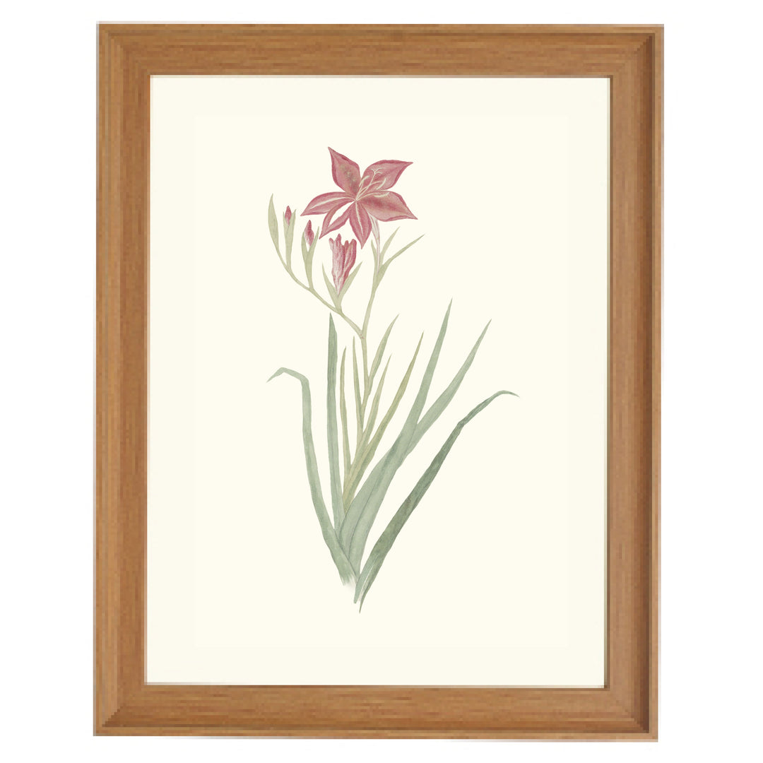 Gladiolus Cardinals Art Print