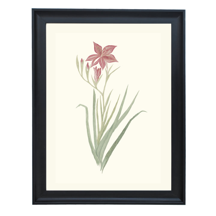 Gladiolus Cardinals Art Print