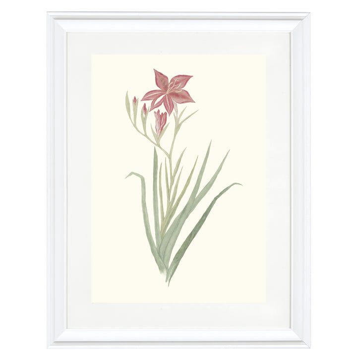 Gladiolus Cardinals Art Print