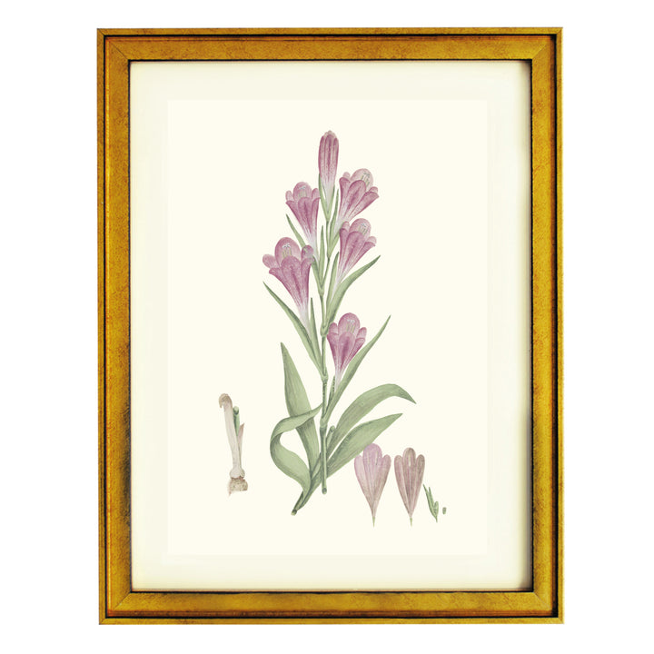 Gladiolus Caryophyllaceous Art Print