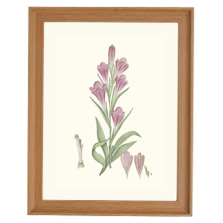 Gladiolus Caryophyllaceous Art Print