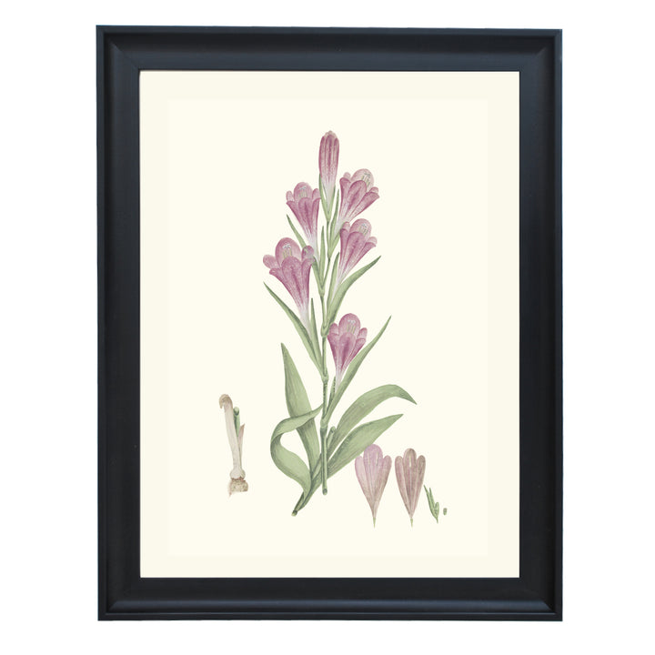 Gladiolus Caryophyllaceous Art Print