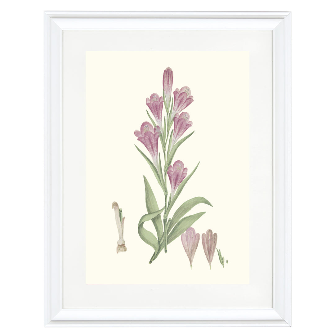 Gladiolus Caryophyllaceous Art Print