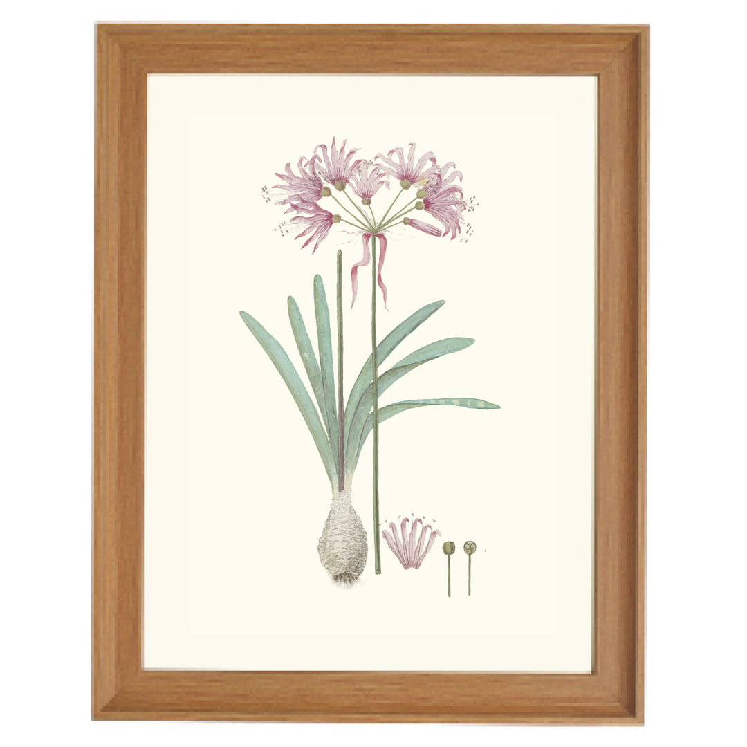 Nerine Humilis Art Print