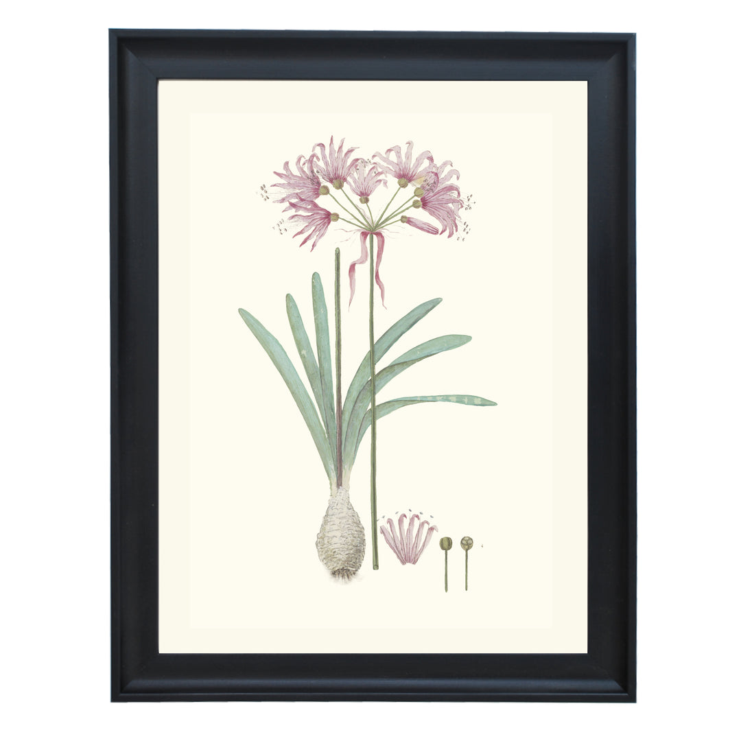 Nerine Humilis Art Print