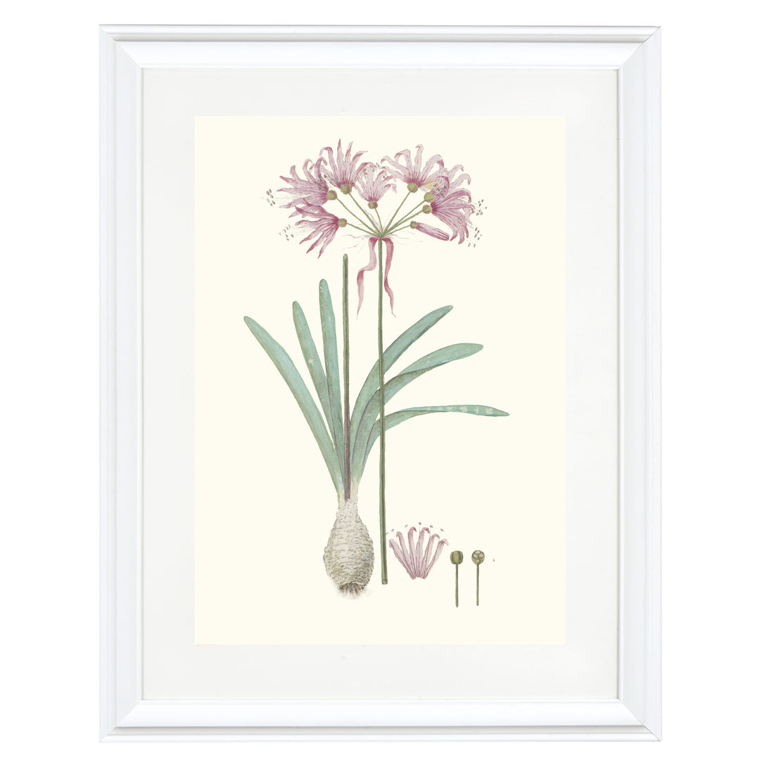 Nerine Humilis Art Print