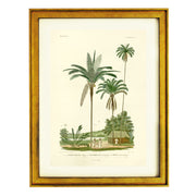 Palmiers Art Print