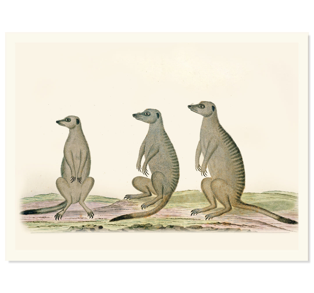 The Meerkats Art Print