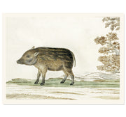 The Wild Boar Art Print