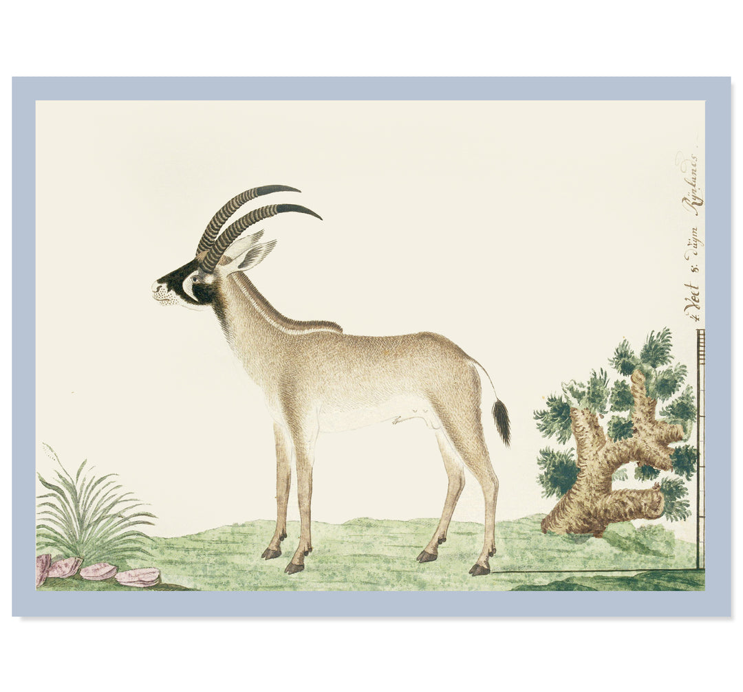 The Roan Antelope Art Print