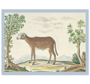 The Cape Ram Art Print