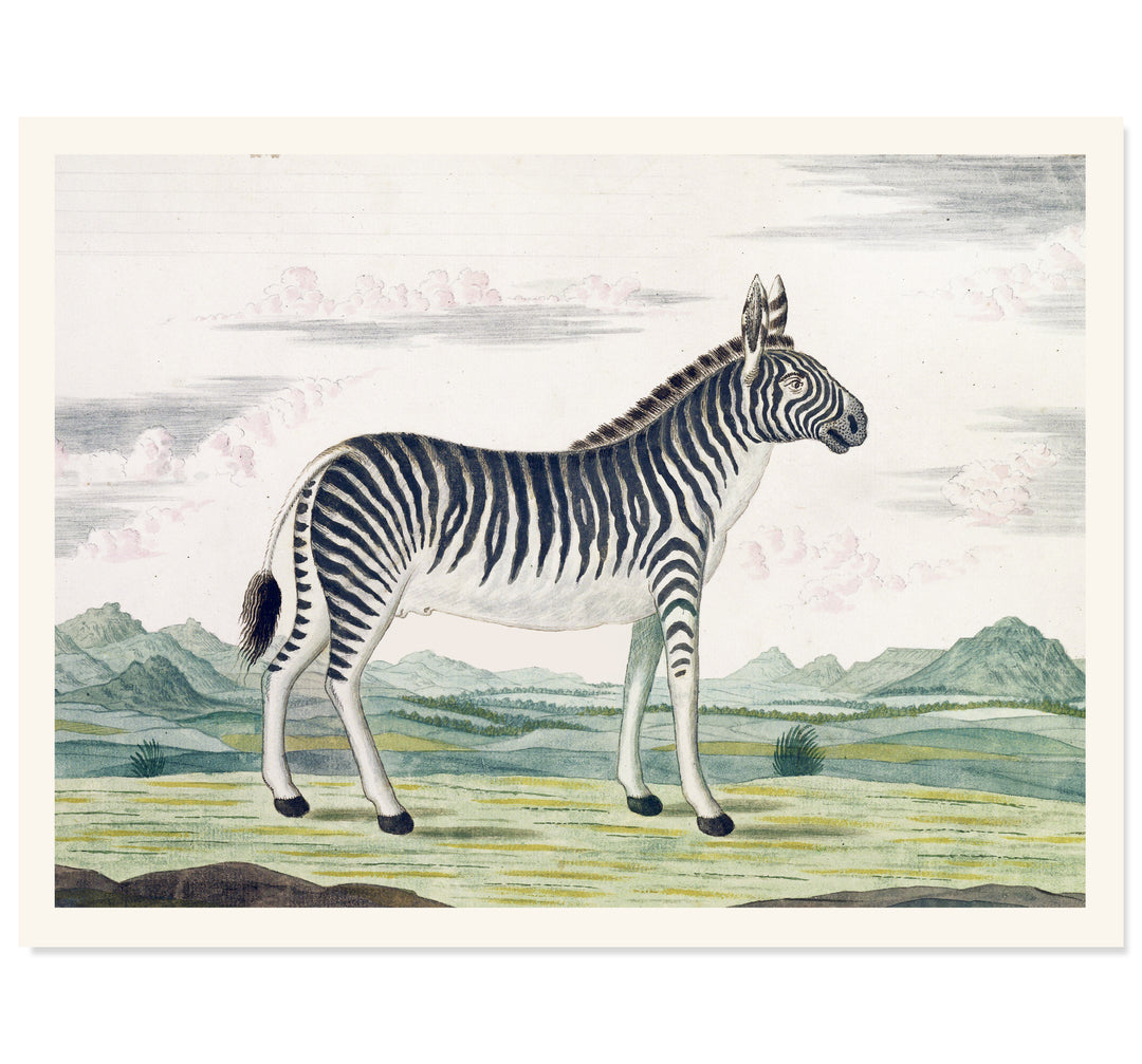 The Zebra Art Print