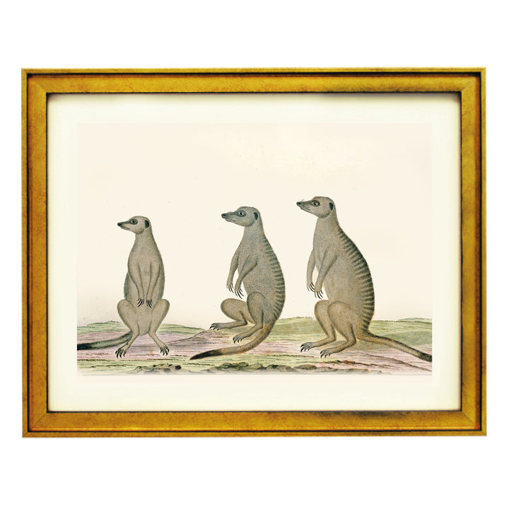 The Meerkats Art Print