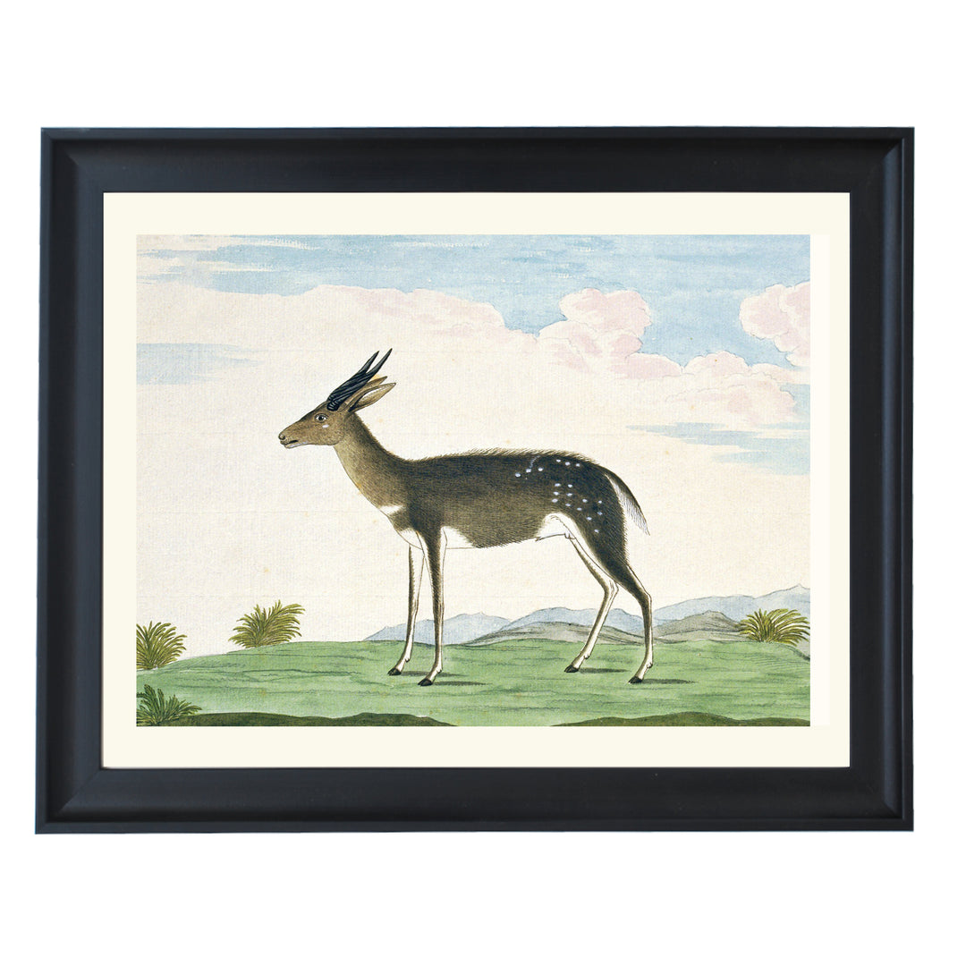 The Bushbuck Art Print