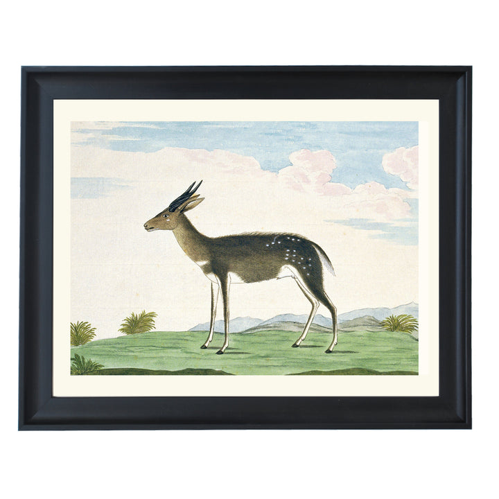 The Bushbuck Art Print